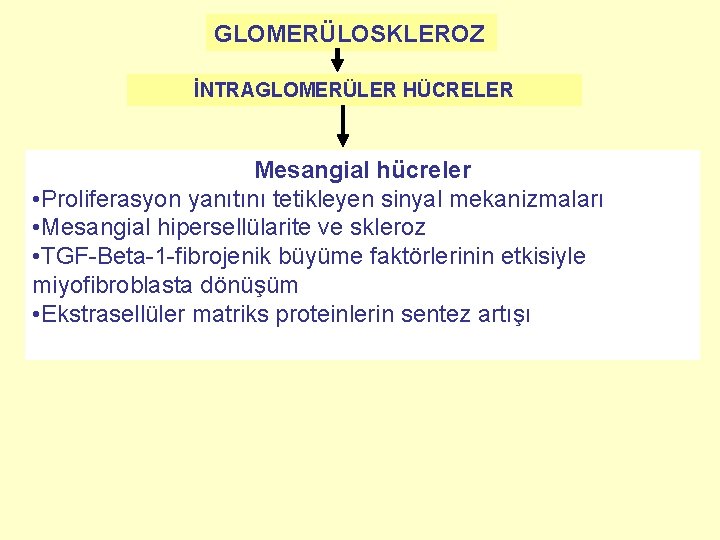 GLOMERÜLOSKLEROZ İNTRAGLOMERÜLER HÜCRELER Mesangial hücreler • Proliferasyon yanıtını tetikleyen sinyal mekanizmaları • Mesangial hipersellülarite