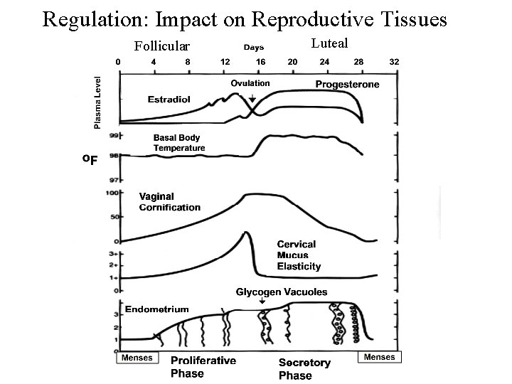 Regulation: Impact on Reproductive Tissues Follicular Luteal 