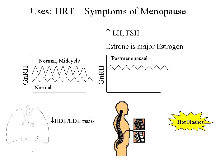 Uses: HRT – Symptoms of Menopause LH, FSH Estrone is major Estrogen Postmenopausal Normal