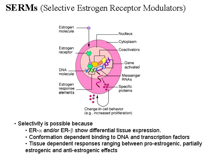 SERMs (Selective Estrogen Receptor Modulators) • Selectivity is possible because • ER- and/or ER-
