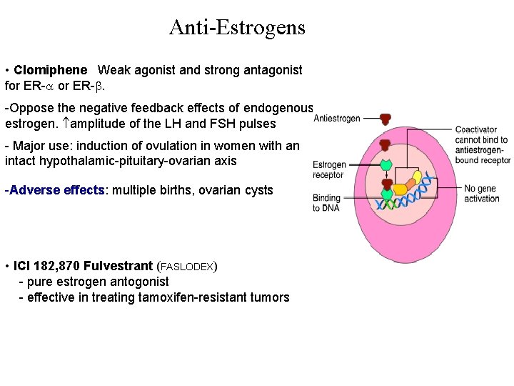 Anti-Estrogens • Clomiphene Weak agonist and strong antagonist for ER-. -Oppose the negative feedback