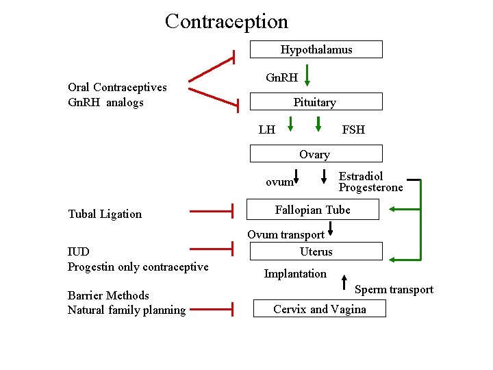 Contraception Hypothalamus Oral Contraceptives Gn. RH analogs Gn. RH Pituitary LH FSH Ovary ovum