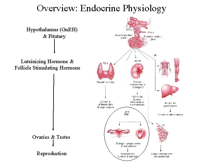 Overview: Endocrine Physiology Hypothalamus (Gn. RH) & Pitutary Luteinizing Hormone & Follicle Stimulating Hormone