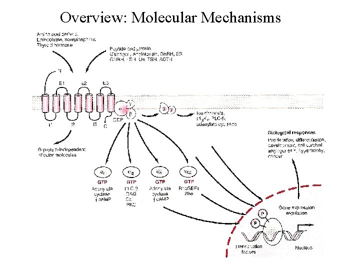 Overview: Molecular Mechanisms 