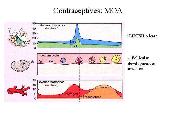 Contraceptives: MOA LH/FSH release Follicular development & ovulation 