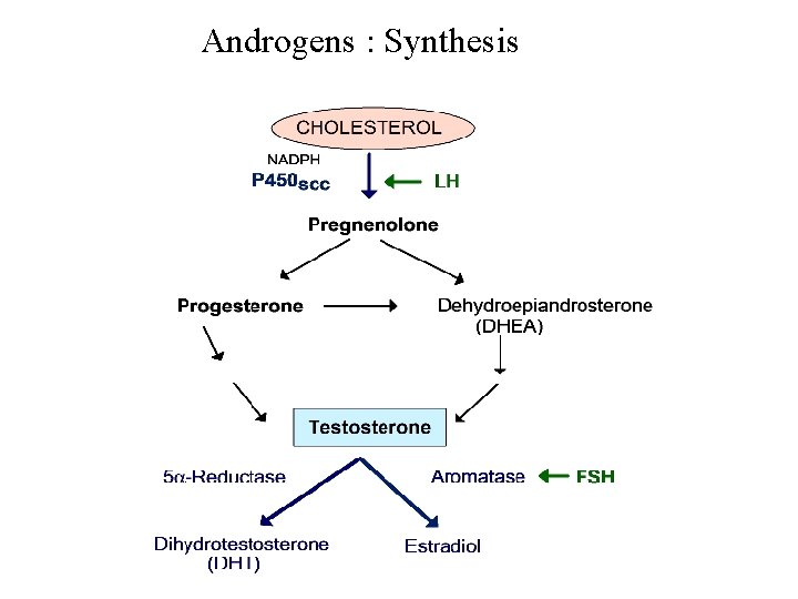 Androgens : Synthesis 