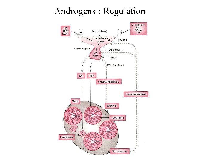 Androgens : Regulation 