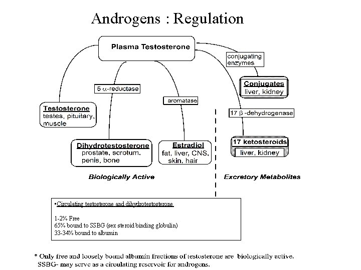 Androgens : Regulation • Circulating testosterone and dihydrotestosterone 1 -2% Free 65% bound to