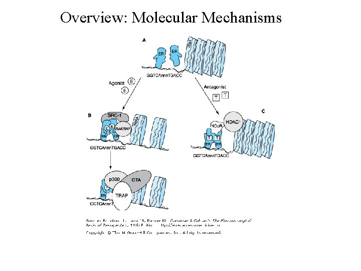 Overview: Molecular Mechanisms 