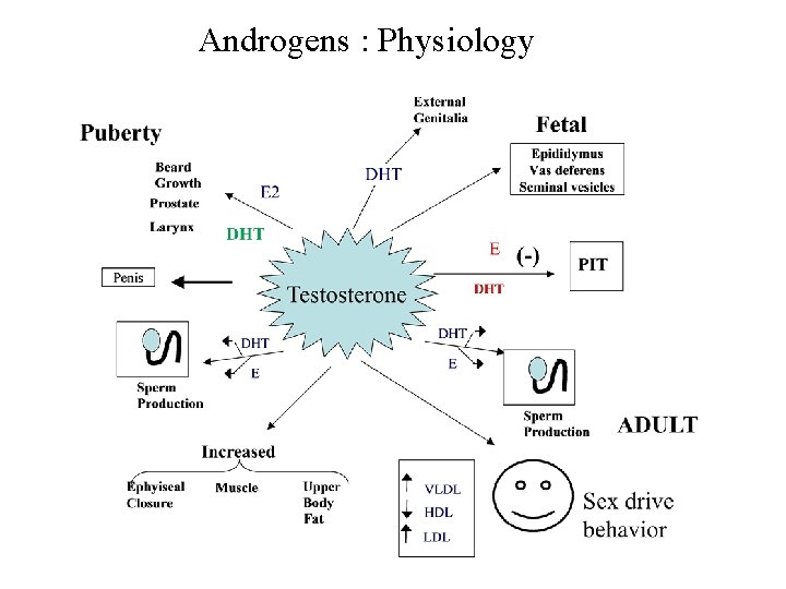 Androgens : Physiology 