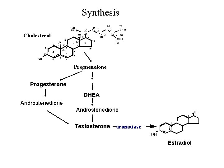 Synthesis 21 CH 3 Cholesterol 1 2 3 OH A 4 11 19 CH