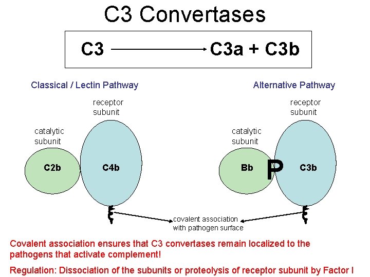 C 3 Convertases C 3 a + C 3 b Classical / Lectin Pathway