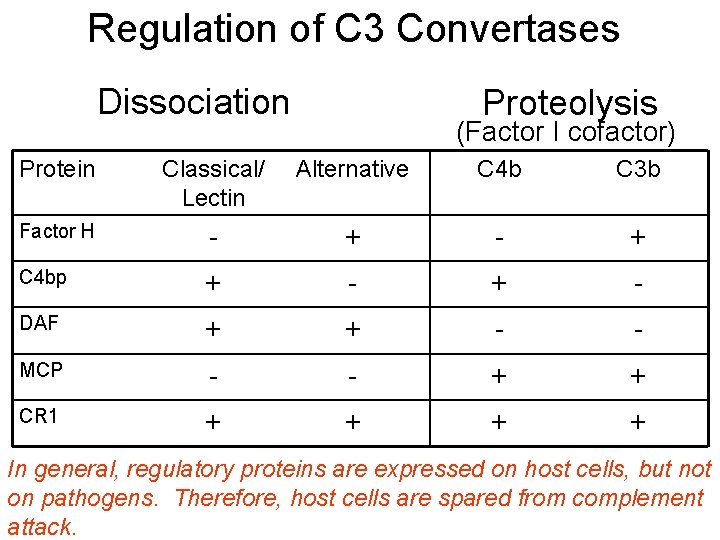 Regulation of C 3 Convertases Dissociation Proteolysis (Factor I cofactor) Protein Classical/ Lectin Alternative