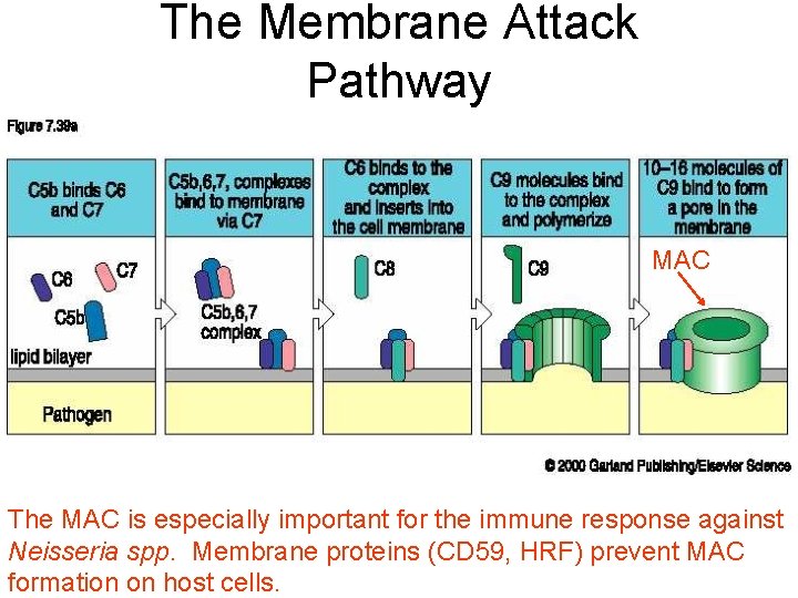 The Membrane Attack Pathway MAC The MAC is especially important for the immune response
