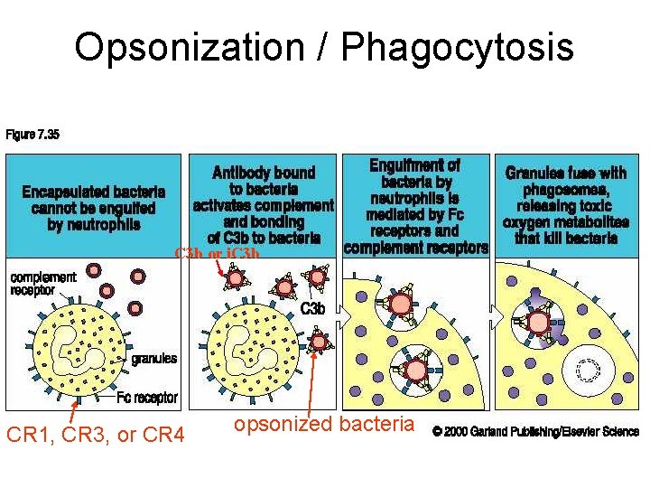 Opsonization / Phagocytosis C 3 b or i. C 3 b CR 1, CR