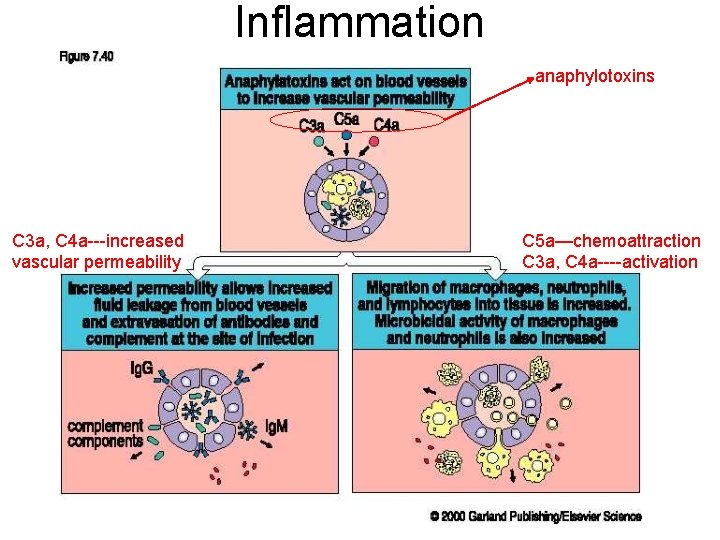Inflammation anaphylotoxins C 3 a, C 4 a---increased vascular permeability C 5 a—chemoattraction C