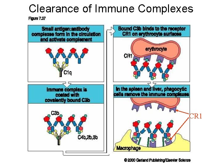 Clearance of Immune Complexes CR 1 