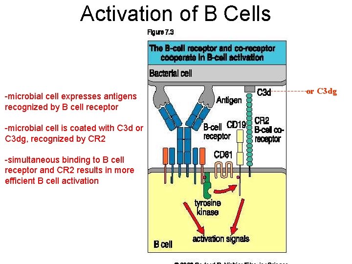 Activation of B Cells -microbial cell expresses antigens recognized by B cell receptor -microbial