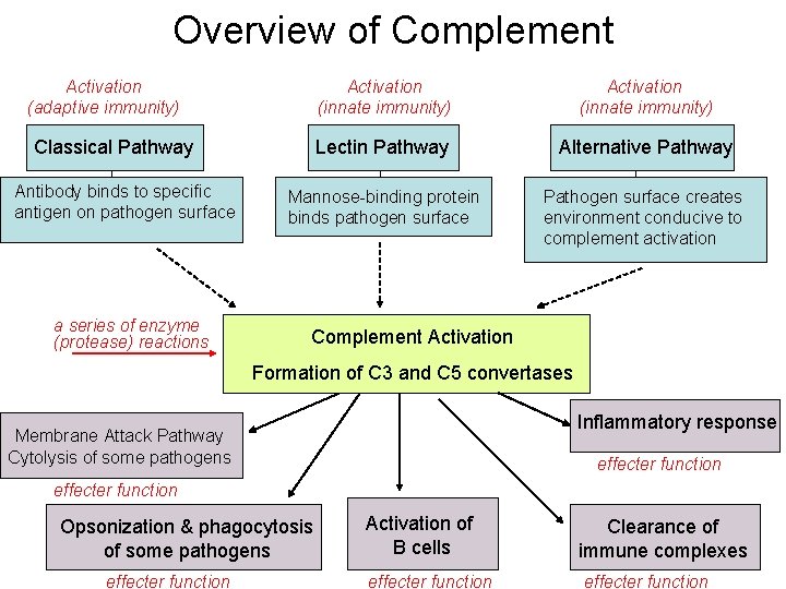 Overview of Complement Activation (adaptive immunity) Activation (innate immunity) Lectin Pathway Alternative Pathway Mannose-binding