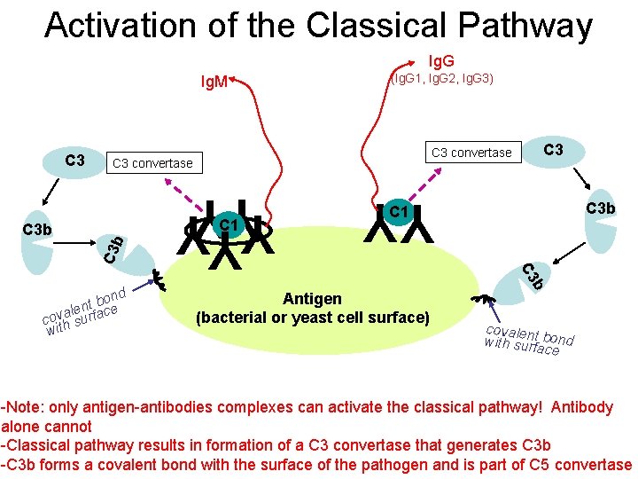 Activation of the Classical Pathway Ig. G Ig. M C 3 convertase C 3