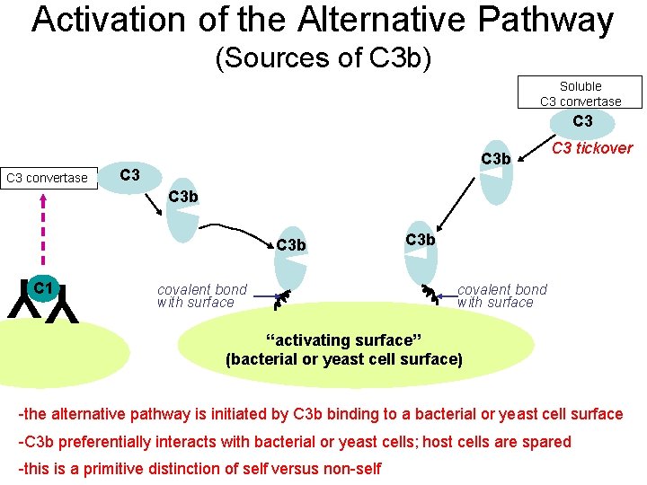 Activation of the Alternative Pathway (Sources of C 3 b) Soluble C 3 convertase