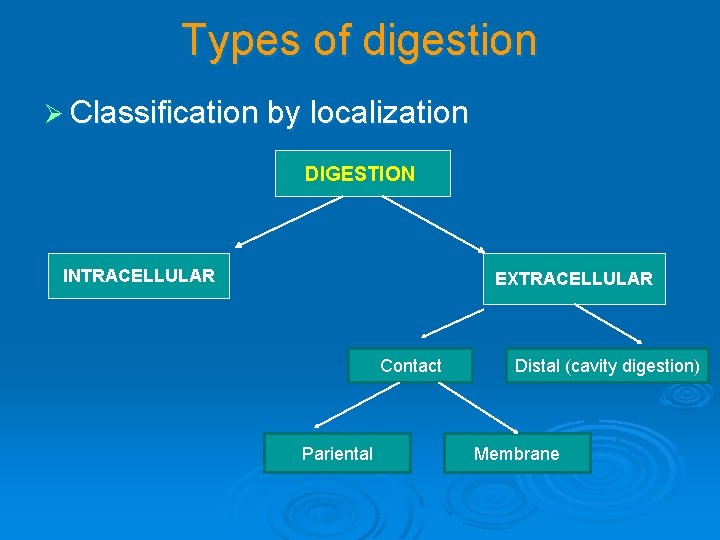 Types of digestion Ø Classification by localization DIGESTION INTRACELLULAR EXTRACELLULAR Contact Pariental Distal (cavity
