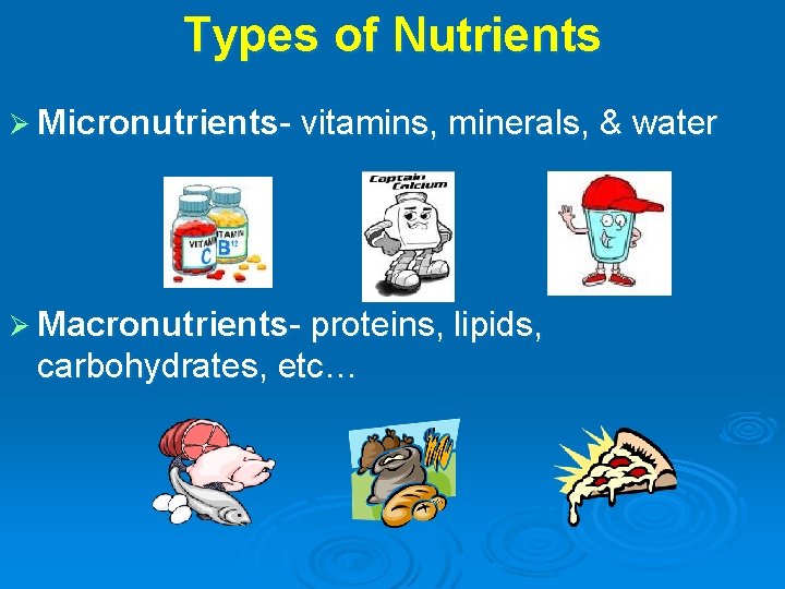 Types of Nutrients Ø Micronutrients- vitamins, minerals, & water Ø Macronutrients- proteins, lipids, carbohydrates,