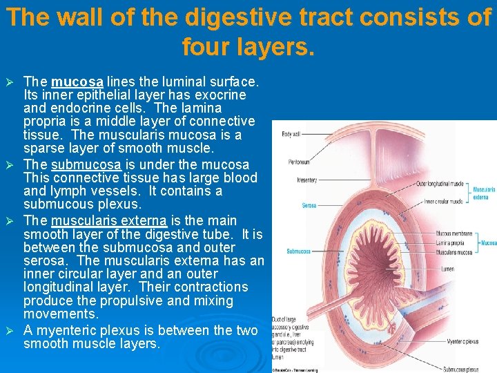 The wall of the digestive tract consists of four layers. The mucosa lines the