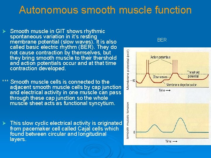 Autonomous smooth muscle function Ø Smooth muscle in GIT shows rhythmic spontaneous variation in