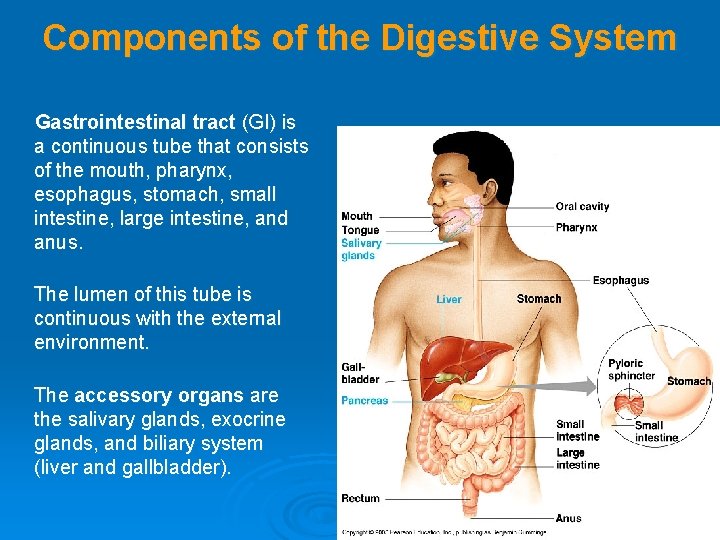 Components of the Digestive System Gastrointestinal tract (GI) is a continuous tube that consists