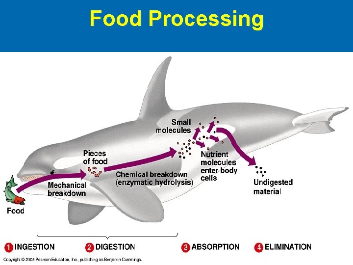 Food Processing 