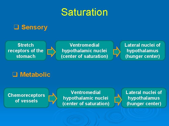 Saturation q Sensory Stretch receptors of the stomach Ventromedial hypothalamic nuclei (center of saturation)