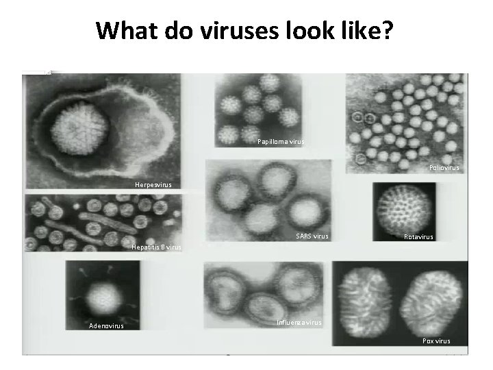 What do viruses look like? Papilloma virus Poliovirus Herpesvirus SARS virus Rotavirus Hepatitis B