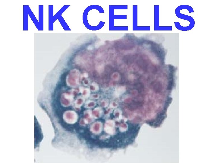 NK CELLS 