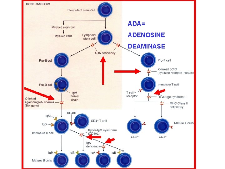 ADA= ADENOSINE DEAMINASE 