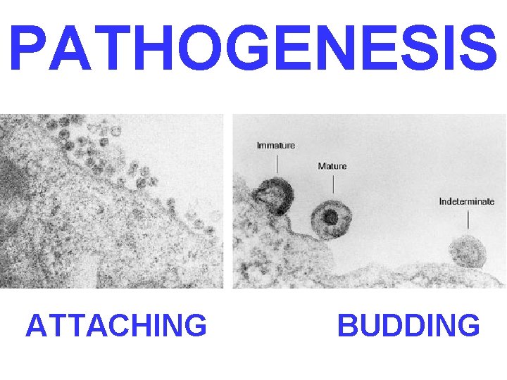 PATHOGENESIS ATTACHING BUDDING 