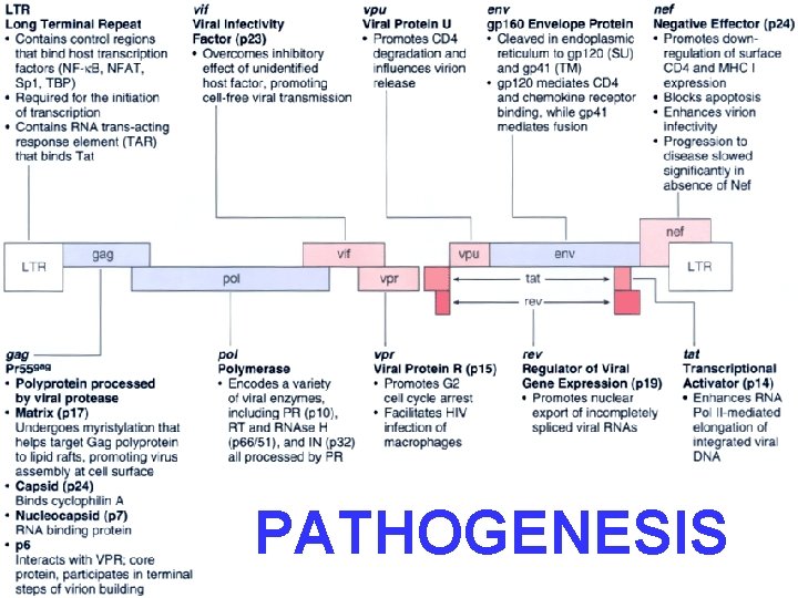 PATHOGENESIS 