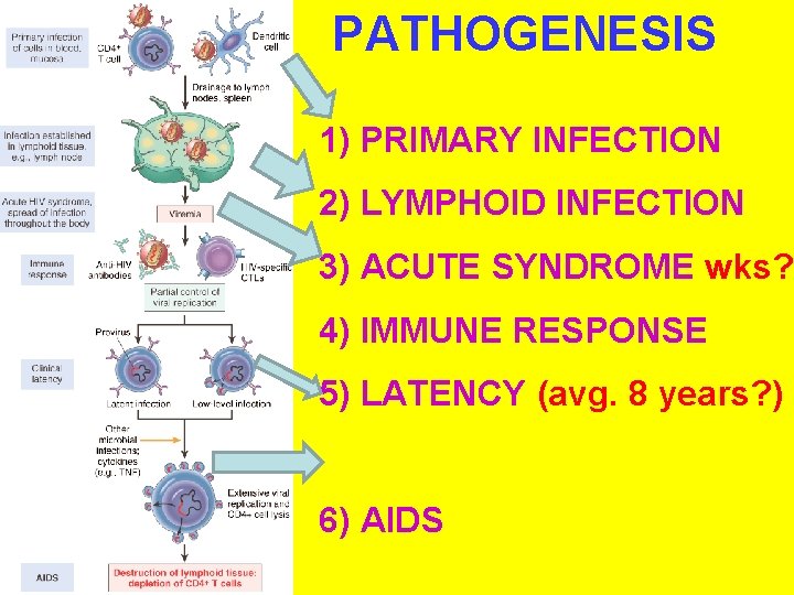 PATHOGENESIS 1) PRIMARY INFECTION 2) LYMPHOID INFECTION 3) ACUTE SYNDROME wks? 4) IMMUNE RESPONSE