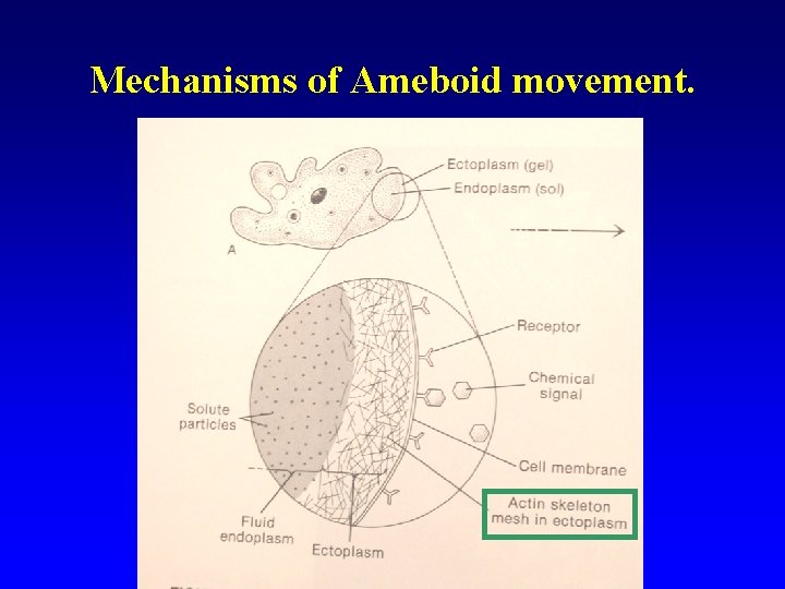 Mechanisms of Ameboid movement. 