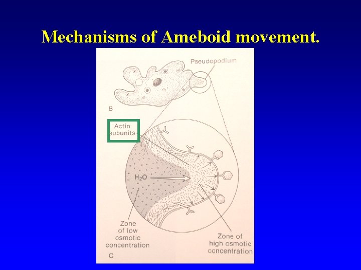 Mechanisms of Ameboid movement. 