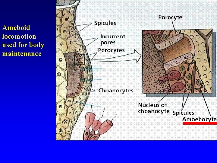 Ameboid locomotion used for body maintenance 