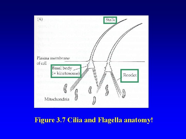 Figure 3. 7 Cilia and Flagella anatomy! 