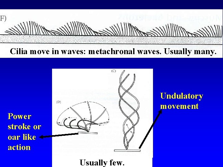 Cilia move in waves: metachronal waves. Usually many. Undulatory movement Power stroke or oar