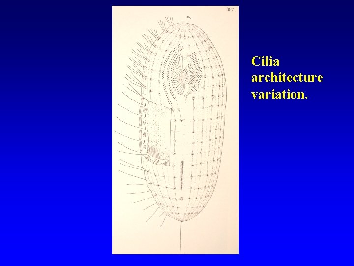 Cilia architecture variation. 