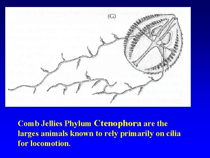 Comb Jellies Phylum Ctenophora are the larges animals known to rely primarily on cilia