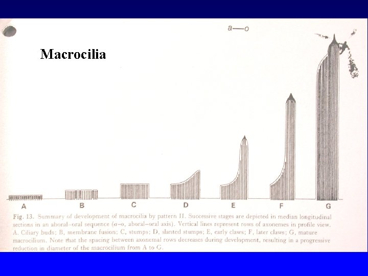 Macrocilia 