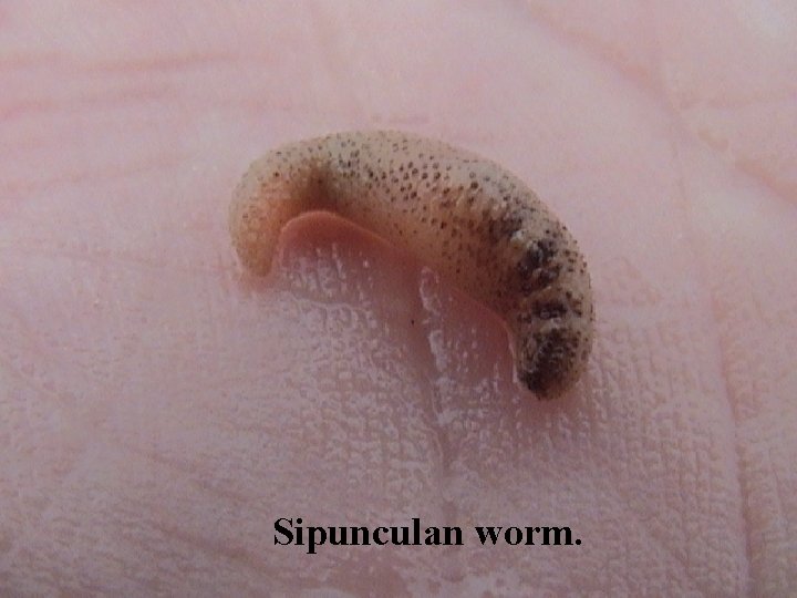 Sipunculan worm. 