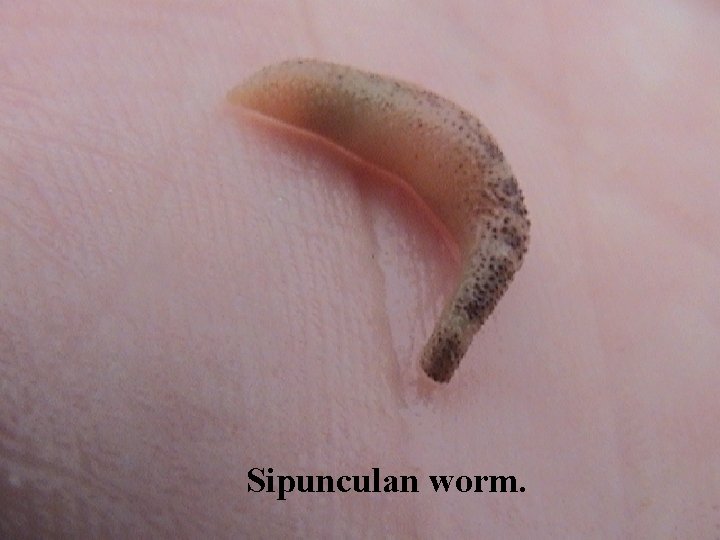 Sipunculan worm. 