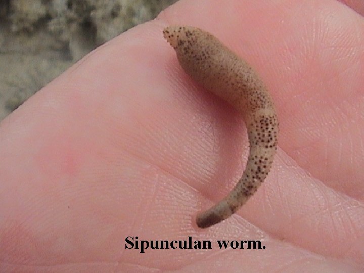 Sipunculan worm. 
