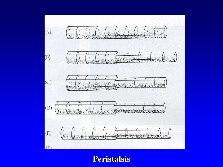 Peristalsis 